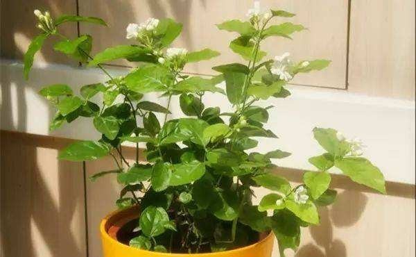 茉莉修剪专挑出头枝，抓住机会，一个月后还能有花赏！