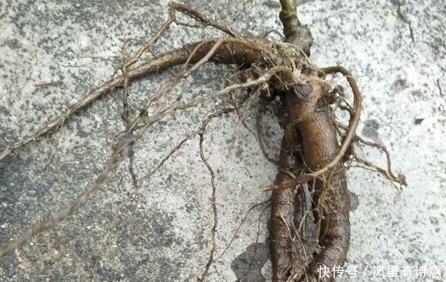 栌兰|农村一种常见野草,被农民割来喂猪,殊不知是种珍贵“土人参”