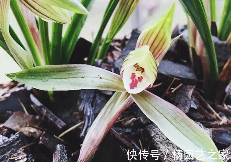 树皮|老化的树皮,堪称“大自然馈赠的养花神器”,制作简单又实用