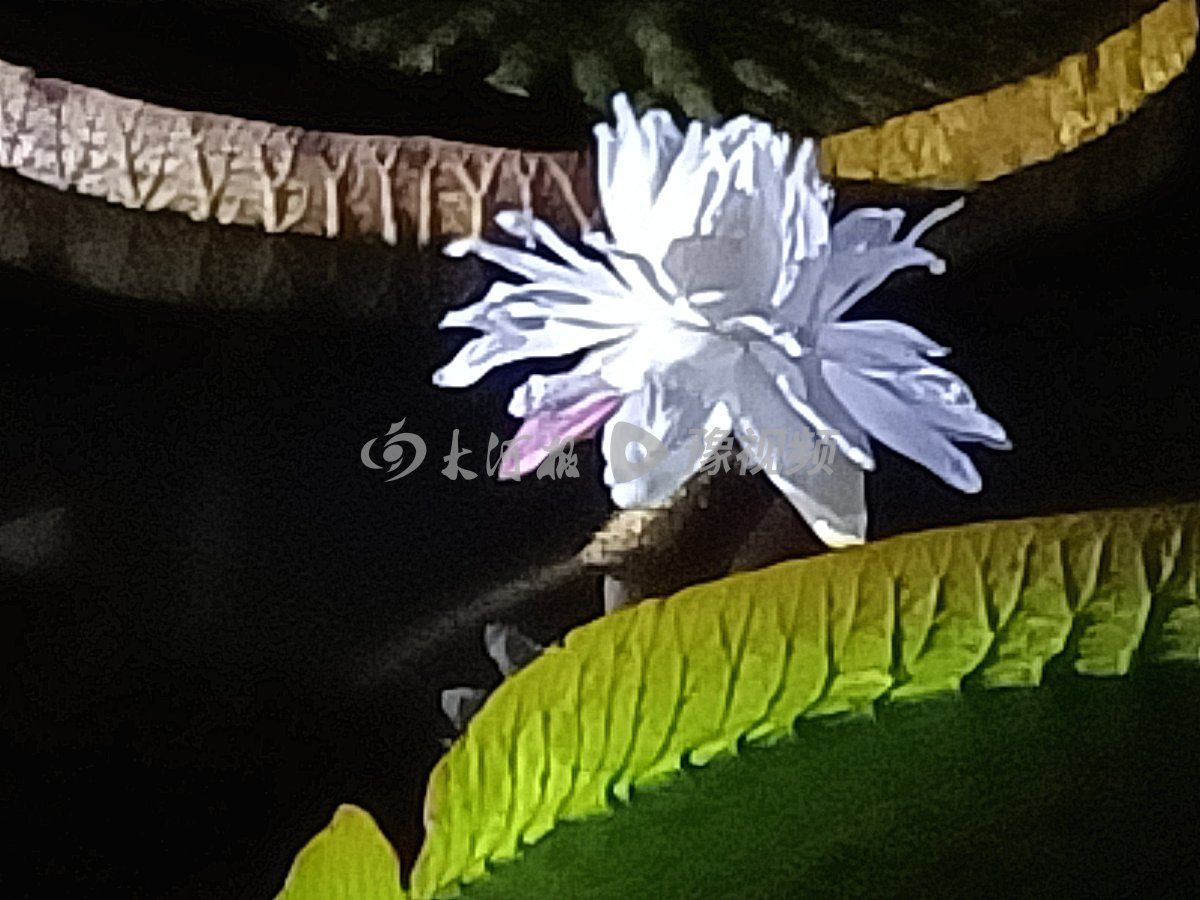 王莲|紫荆山公园上演“今夜不寂寞”不少市民深夜来访都是因为它