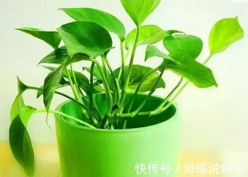 爆盆|都说绿萝好养,我家的总是长不好,绿萝这样养,一个月就爆盆!