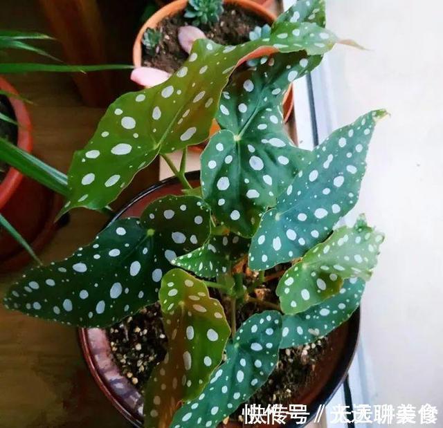 13种耐阴花卉，光照不足也能生长旺盛，开花茂密