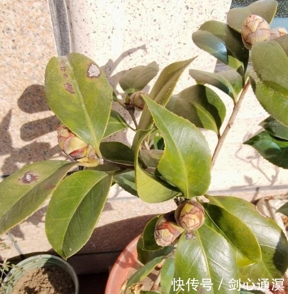 养死|山茶花买回家，总是能养死，问题不在我们，茶花本身就有问题