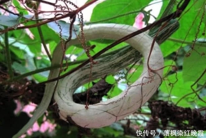 植物|奇闻:自然界的新物种,动物的身体,植物的“内脏”,你们见过吗