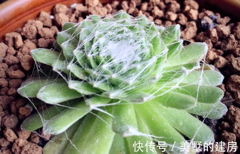 长生草|养长生草甭错过这4款,养好根,状态越来越好