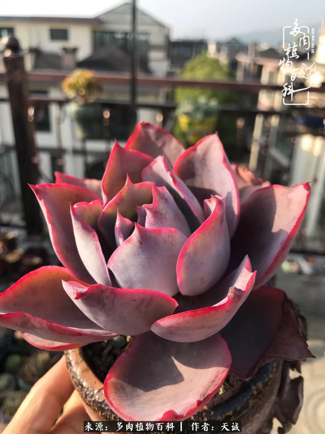 吃饱喝足，包邮区的多肉养精蓄锐准备渡劫！