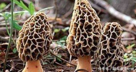 种食材|中国“无人问津”的食材,到国外却被疯狂追捧,老外土豪赞不绝口