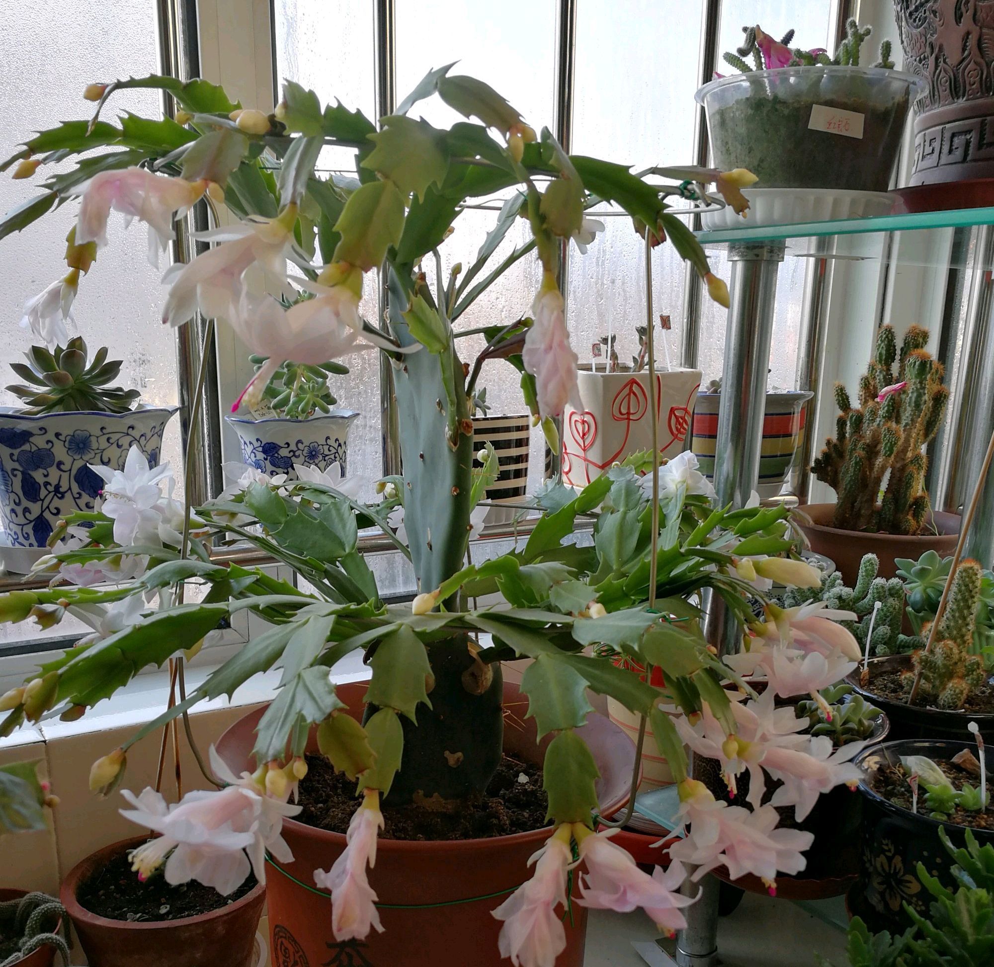 浇水|仙人掌嫁接蟹爪兰,做不到4点,徒劳无功,嫁接一盆坏一盆