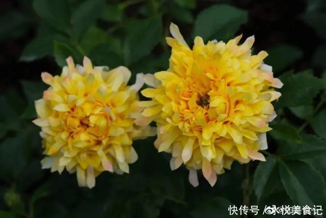 22种最漂亮的月季,一次能开300天,满屋飘香开花多