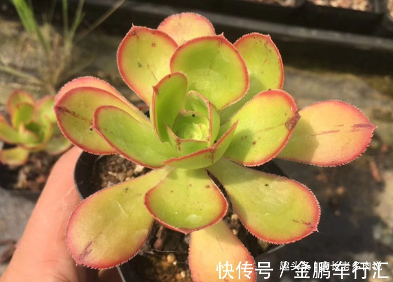 巨无霸|能长2米以上的多肉见过没有?那就是法师中的巨无霸——艳姿法师