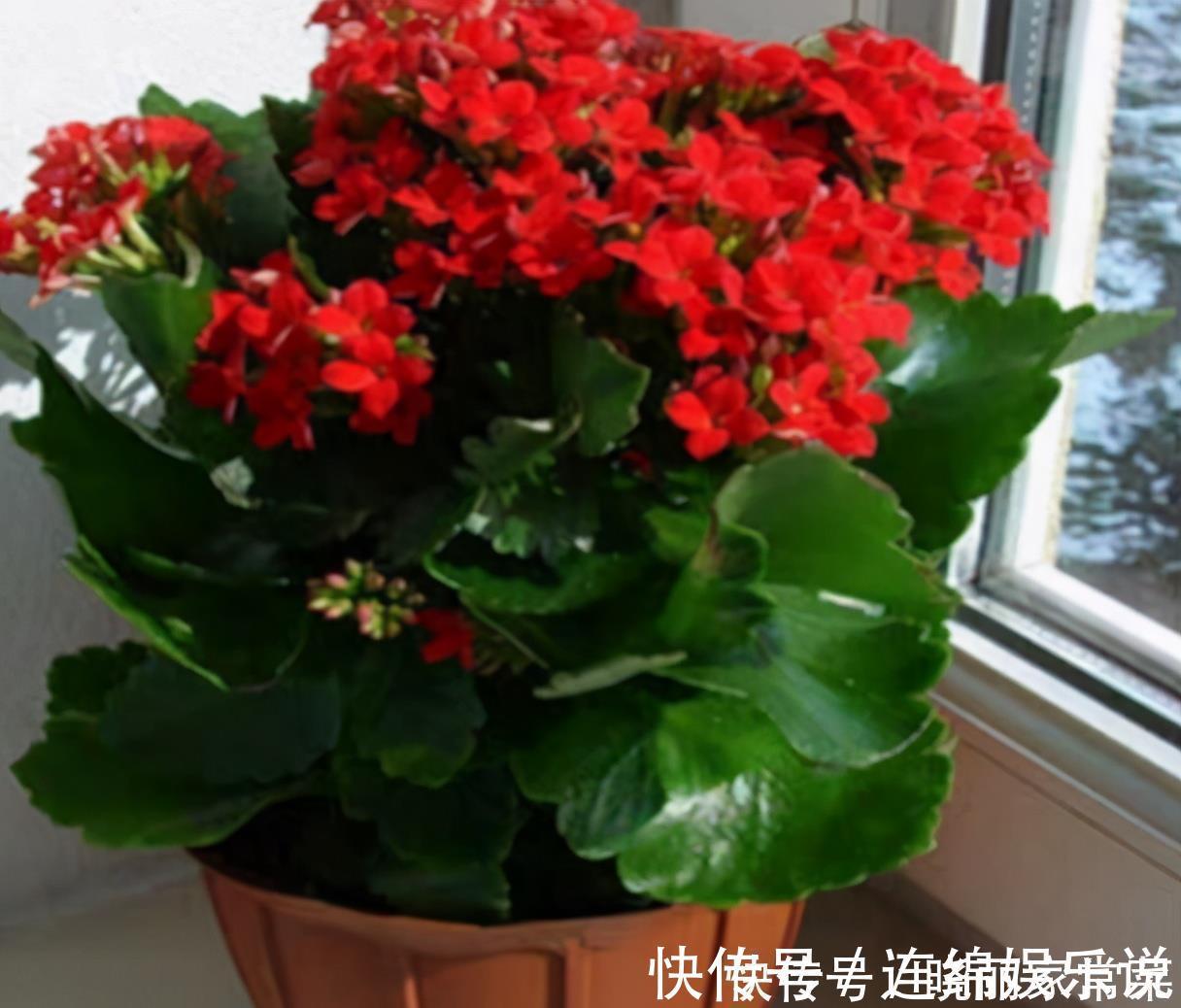 花期中|给长寿花“吃点肥料”,春节花苞特别多,大苗小苗肥肥壮壮