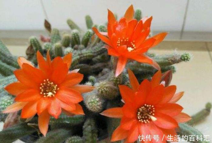 花苞|长得像毛毛虫的白檀,冬季必须要“睡觉”,做不好一个花苞也不长