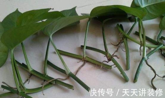 龟背竹|4种“泼辣花”，长出“气生根”，是好事，不用扦插，剪下来就活