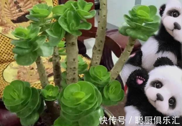 听说养此4种多肉,旺财又旺宅,你有养吗
