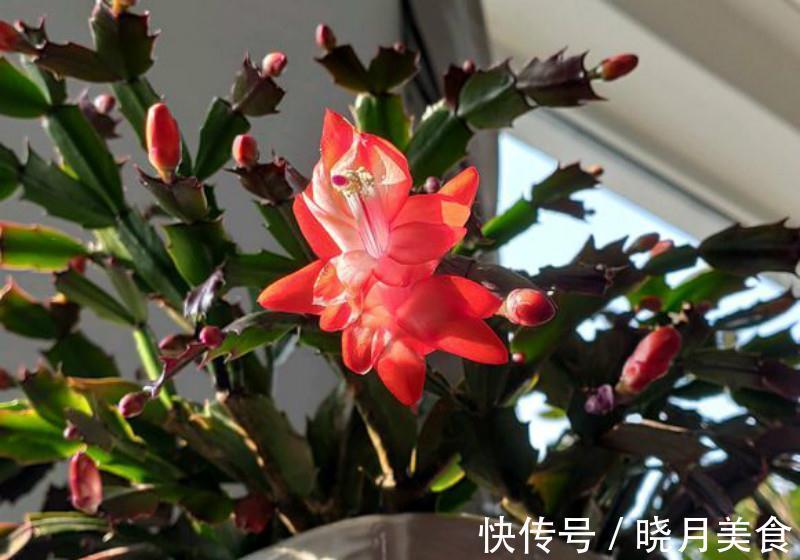 冬天蟹爪兰叶片发红,再不管就救不回来了