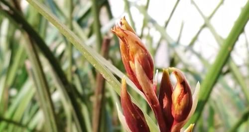 免费蕙兰增香法，让兰花香味更纯正持久的技巧，就是两多两少