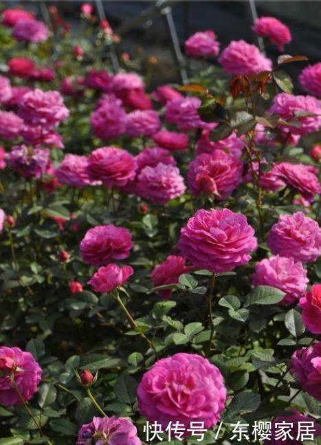 花朵|20款露台月季品种,超级丰花、适合露台、阳台盆栽,皮实好养