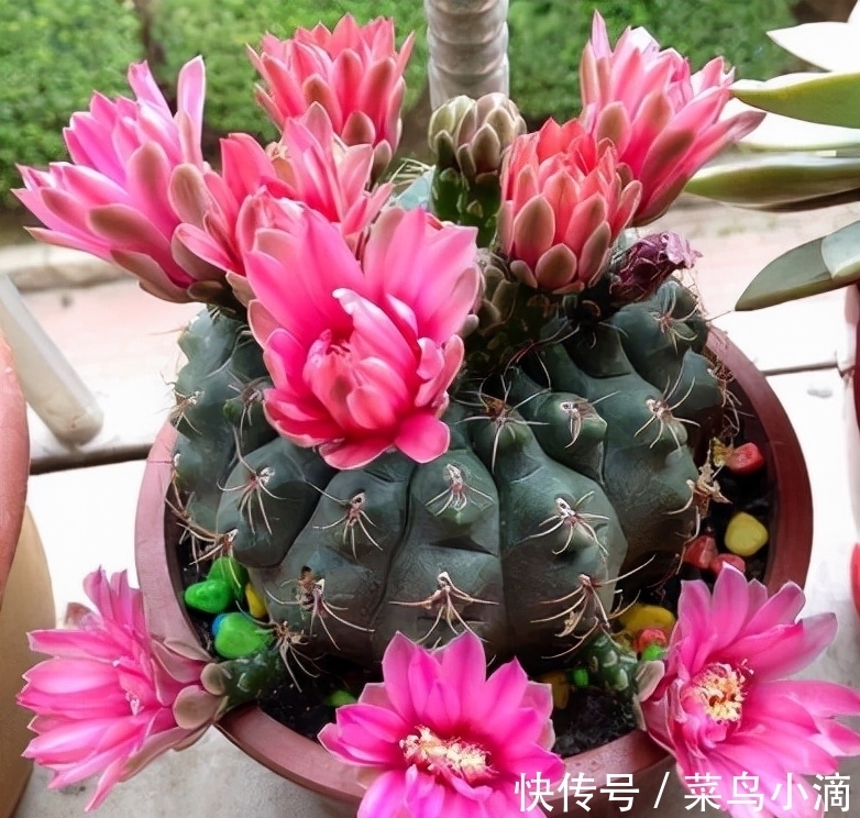 九种“皮实花”，多晒少管长得好，养成老桩更高档，绿萝没上榜