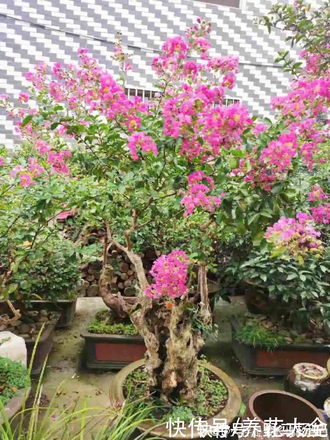 火棘|农村当柴烧的花,原来可以当盆景,给一千块也不卖