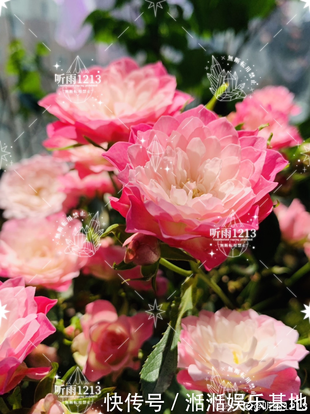 大爷家荷花种在花盆里，1次开花20朵，比巴掌还大！