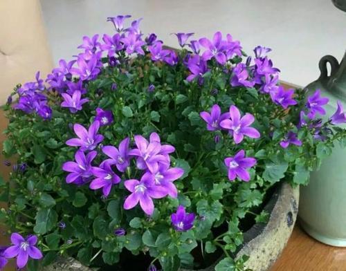 春天养花有“三忌”,及时避开才能枝繁叶茂,绽放层叠群花!