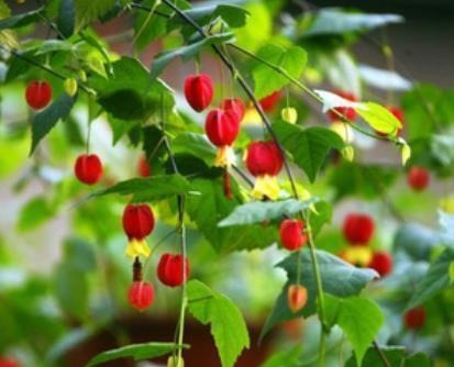 别再养绿萝吊兰了,此花好养易垂盆,吊着养开成花瀑布,四季开花