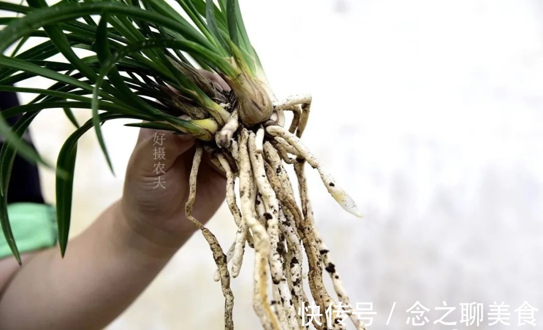 梅雨季节|梅雨季节室外养兰花,如何有效避免烂根?这个技巧值得收藏