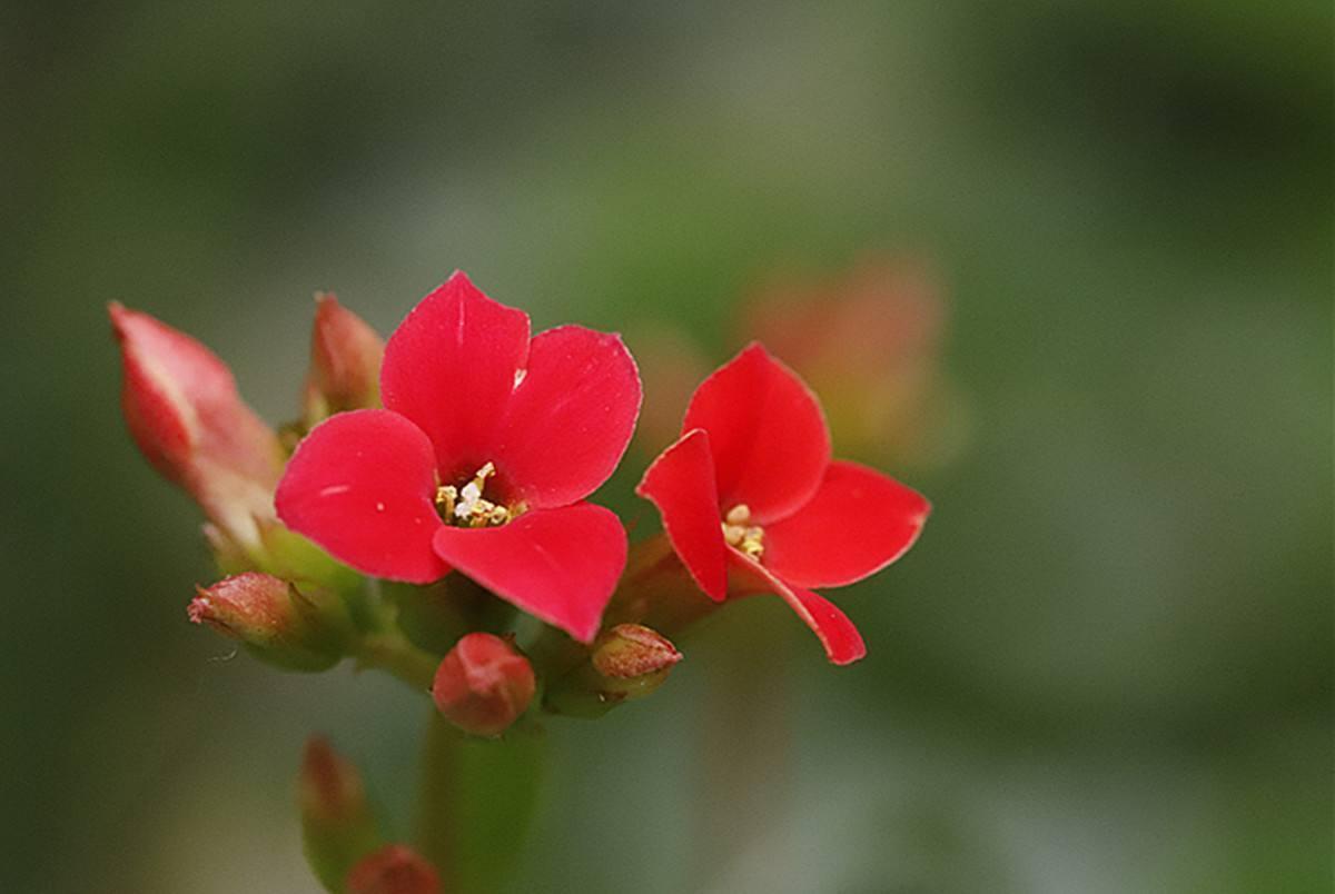 小花|秋养长寿花需要做很多，具体养护步骤都有了，再不打理就晚了