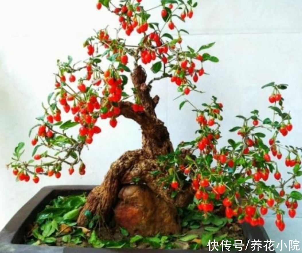 盆景不用买,5种常见的树,做成盆景漂亮又美观