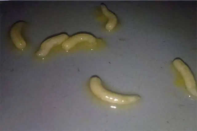 鲫鱼|冬钓鲫鱼爆护钓法,老钓友用了30年,今天无私分享!