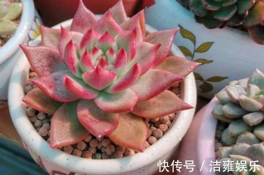 花盆|多肉变老桩,选盆不能凑合,用大盆效果差,教你不用颗粒土养好