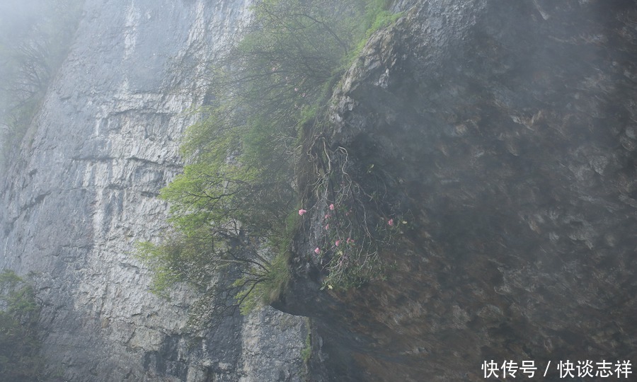 自然散步杜鹃，影响了世界园林格局的中国原生植物