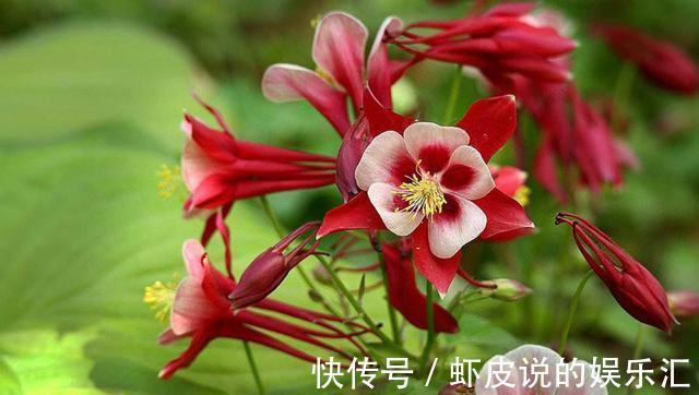 此4种花名字很土，养的人也很少，一开花却惊艳了时光