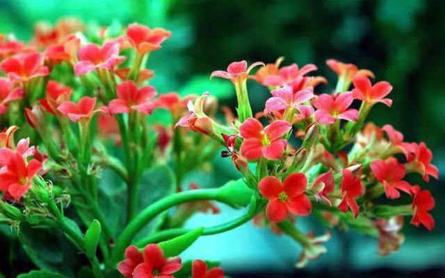 花开花|11月养长寿花很关键,做好4点,开花早而且又多又鲜艳