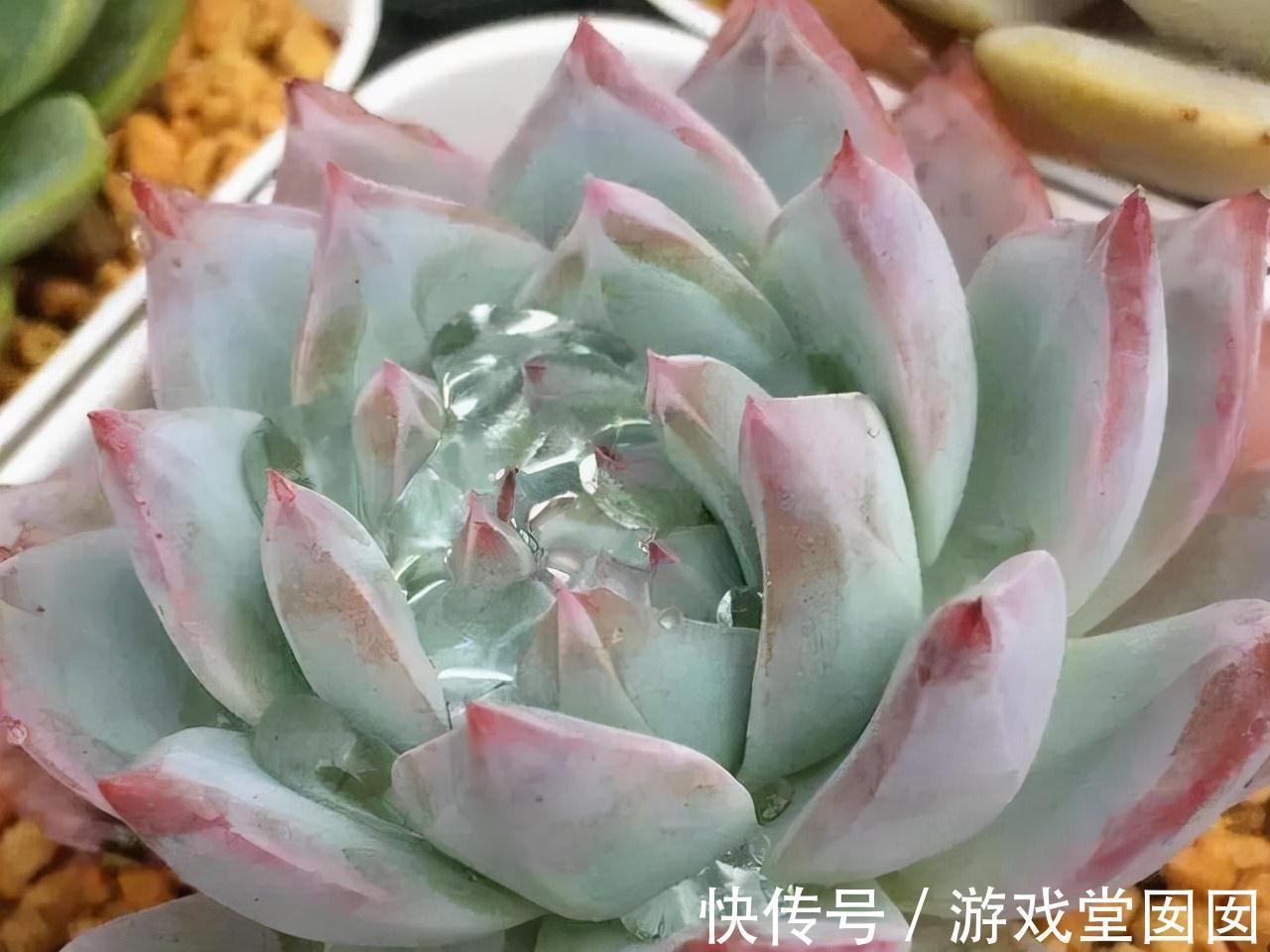 有5种花很矫情,淋雨分分钟烂给你看,能养好的都是大神