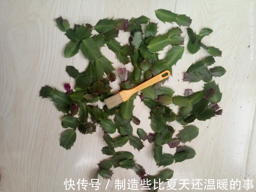 养护蟹爪兰，要注意8个要点，才能开出仙气飘飘花