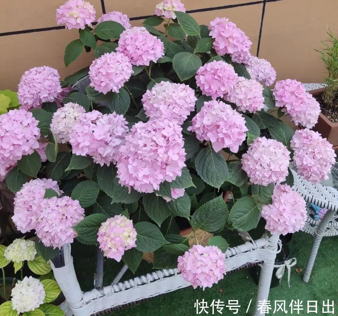 超级耐旱花,整个冬天不浇水,还能胖一圈!