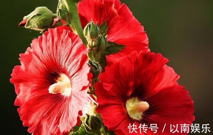 养花就养“它”，“播种”7天就发芽，花开90天，比菊花更灵气