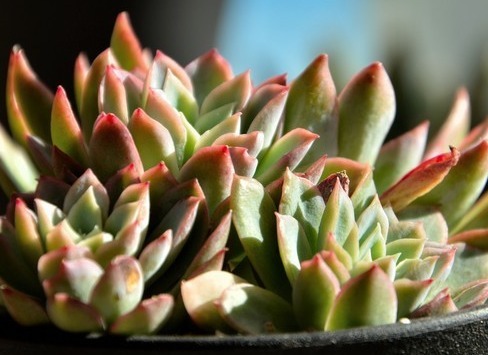 新手适合养什么植物,不妨看看这些多肉,漂亮又好养