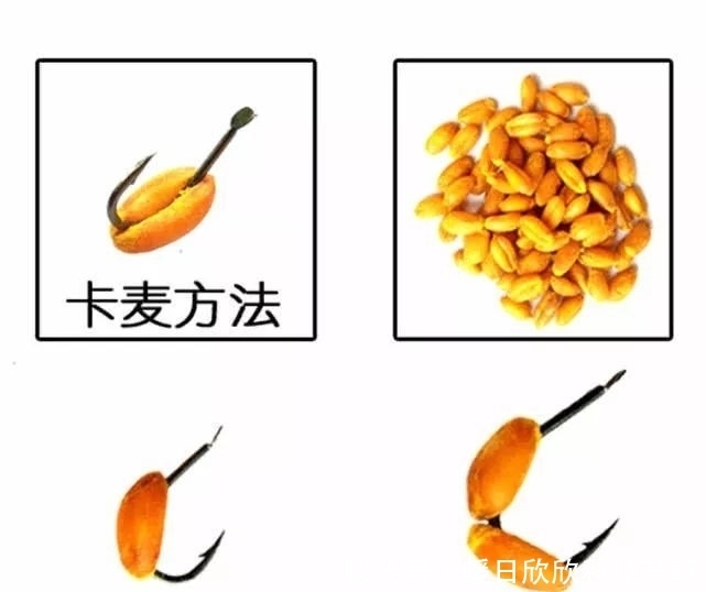 药酒|民间流传的独特钓法:一颗麦子钓一条大鱼