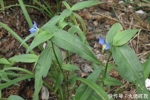 淡竹叶|此种“野草”不多见，被称为“鸭跖草”，珍贵、值钱，请勿忽视