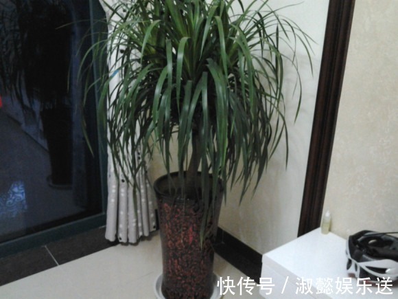 耐旱|好花都是浇死的，10种常见花，浇水别太勤快！