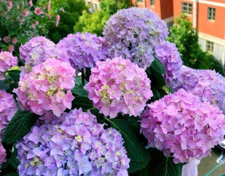 居家就养此款花卉,不闻不问,花开爆盆美如花,花朵漂亮!