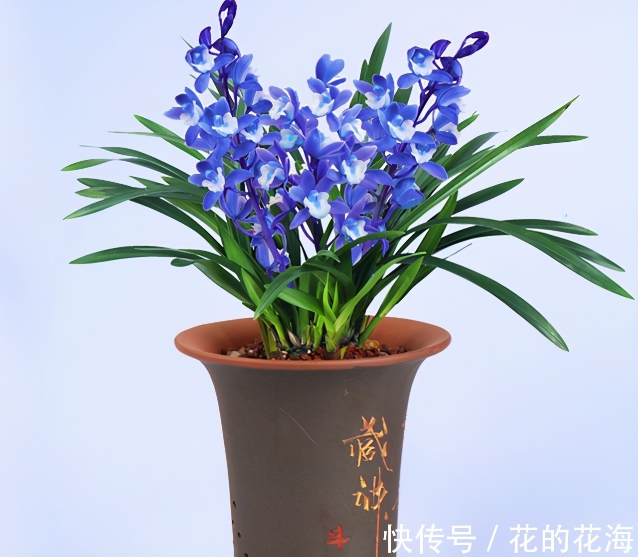 这款兰花的名字“土掉渣”,开花后却惊艳了众人,新手也能养好