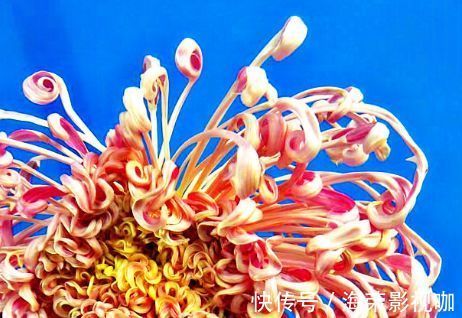 舞姿|喜欢菊花,就养盆“珍贵名菊”盘龙狂舞,似佳人舞姿,曼妙优雅