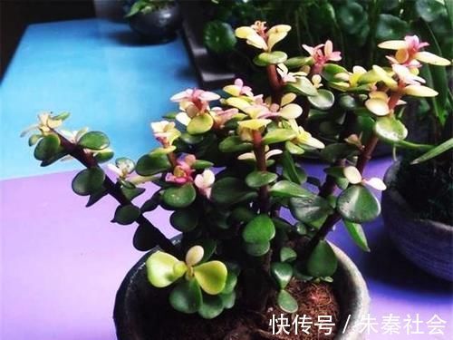 施肥|金枝玉叶是马齿苋吗?怎么样施肥和浇水,才能让她真正成为金枝玉叶呢?