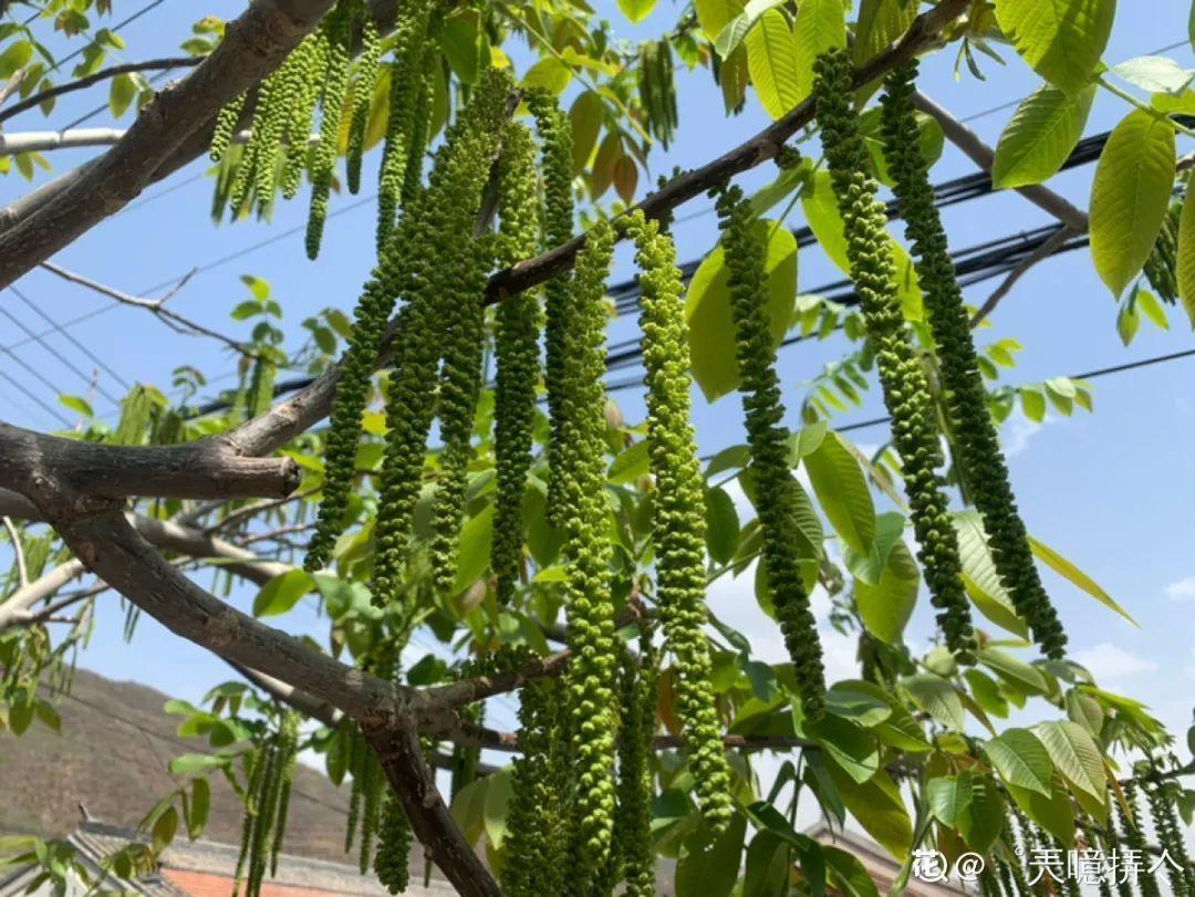 香飘飘的花，吃一口满嘴花香，再不吃就没了