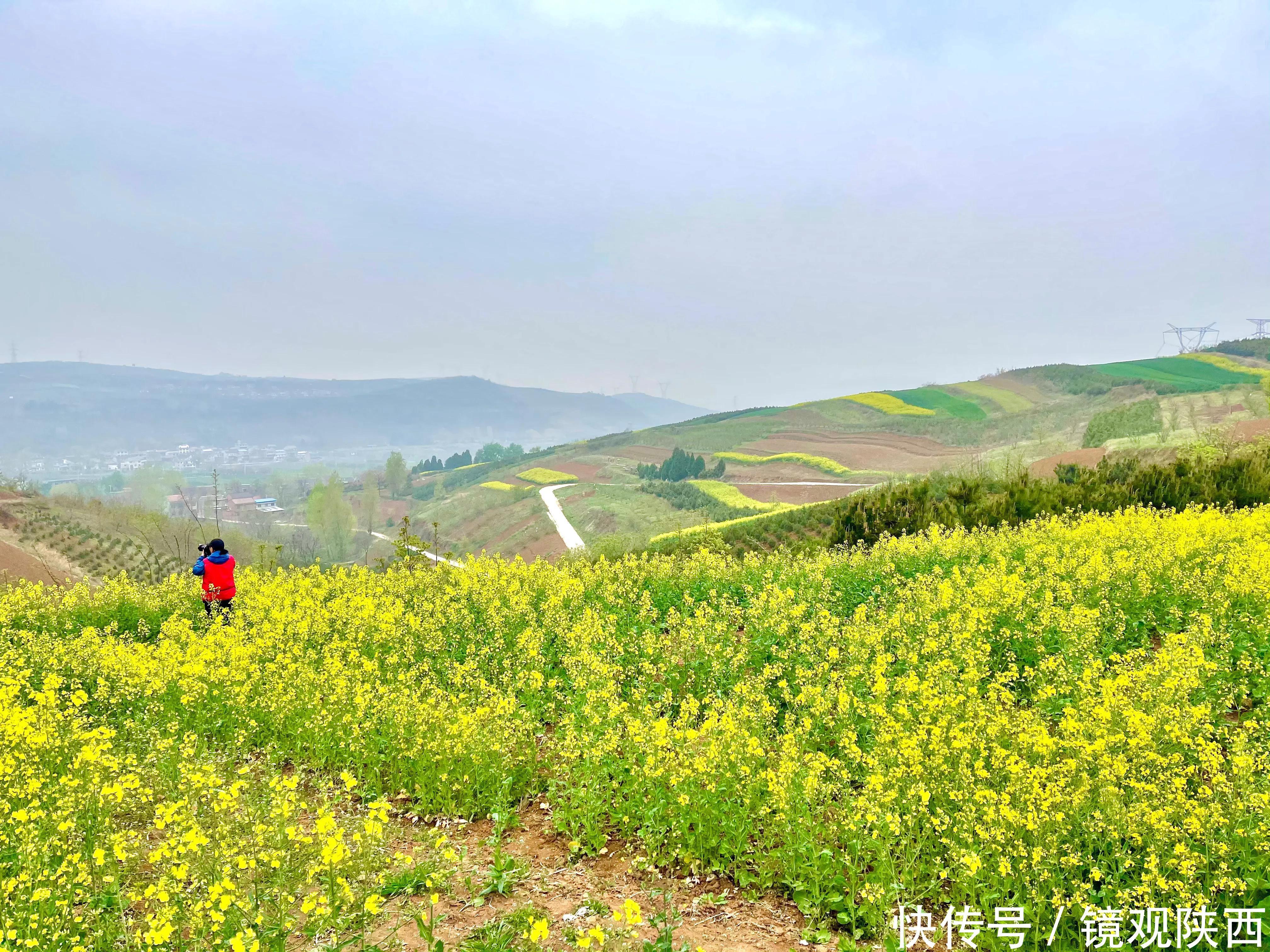 赶集、赏花、咥美食，春天到蓝田焦岱，体验最真实的乡村旅游