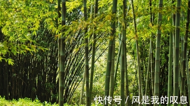现象|“竹子开花,赶紧搬家”有道理吗?竹子开花到底隐藏了什么秘密?