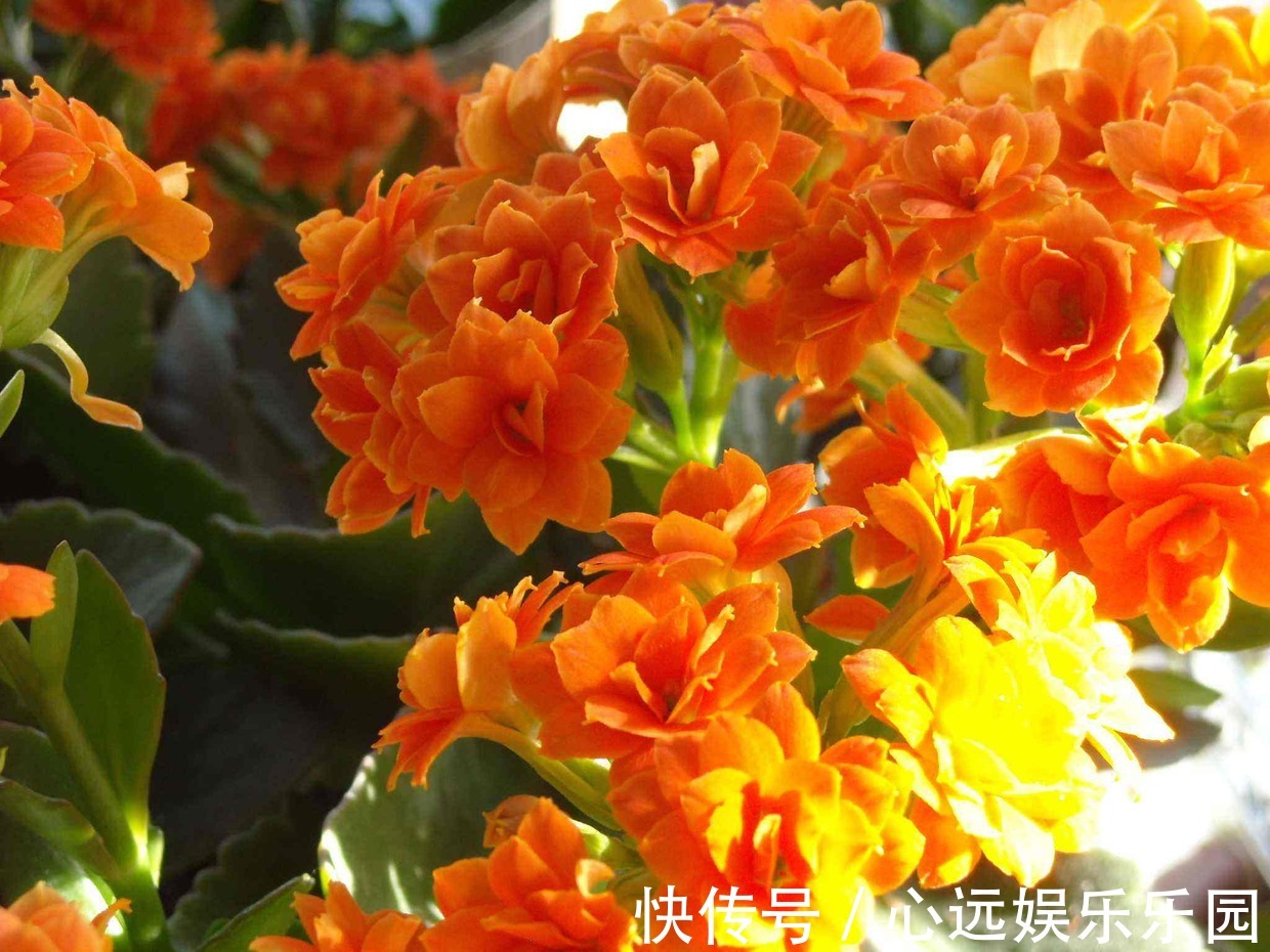 长寿|自家的长寿花不长寿老是不开花怎么破